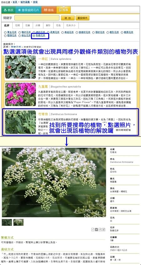 植物種類查詢|探索花花世界～超好用的免費線上植物圖鑑～ (農業兒。